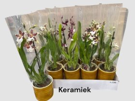 Kambarinis augalas, orchidėja, įvairios, vazonėlio skersmuo 12 cm.