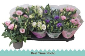 Kambarinis augalas, eustoma, vazonėlio skersmuo 12 cm.