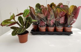 Kambarinis augalas, maranta "Fascinator", vazonėlio skersmuo 12 cm.