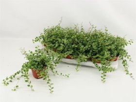 Kambarinis augalas, fikusas "White Sunny", vazonėlio skersmuo 10 cm.