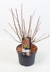Dekoratyvinis krūmas, hortenzija šluotelinė "Pink Diamond", vazonėlio skersmuo 23 cm.