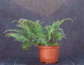 Spygliuotis, mikrobiota kryžmiškoji SODO GAMA, vazonėlio talpa 2 l.