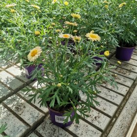 Vienmetė gėlė, krūminė chrizantema (ramunė), vazonėlio skersmuo 10 cm.