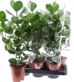 Kambarinis augalas, kliuzija "Ro Princess", vazonėlio skersmuo 17 cm.