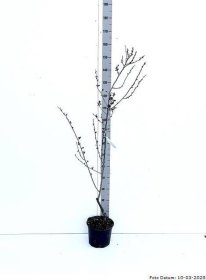 Vaismedis, kaukazinė slyva "Nigra", vazonėlio skersmuo 23 cm.