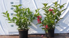 Dekoratyvinis krūmas, veigelė "Red Princes", vazonėlio skersmuo 17 cm.