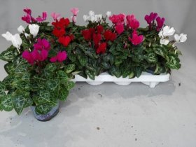 Kambarinis augalas, ciklamenas "Garden", vazonėlio skersmuo 11 cm.