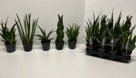 Kambarinis augalas, sansevjera cilindrinė, vazonėlio skersmuo 11 cm.