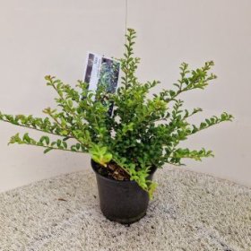 Dekoratyvinis krūmas, rinčiuotasis bugienis "Convexa", vazonėlio skersmuo 17 cm.