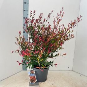 Dekoratyvinis medis, gvazdikmedis "Cherry Black", vazonėlio skersmuo 23 cm.