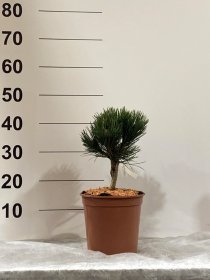 Spygliuotis, pušis "De Gaulle", vazonėlio skersmuo 23 cm.