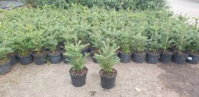 Korėjinis kėnis (Abies koreana) užaugintas vazone, aukštis 60-80 cm.