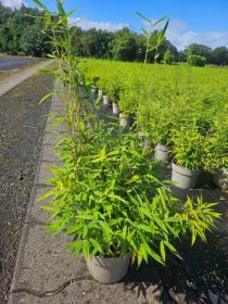 Žolinis augalas, skėtinis bambukaitis "Early Green", aukštis 60-70 cm., vazonas 5 l.