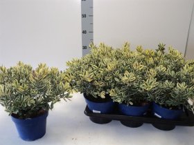 Dekoratyvinis krūmas, hebė "Variegata", vazonėlio skersmuo 18 cm.