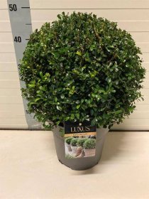 Dekoratyvinis krūmas, bugienis "Cr Luxus Globe", vazonėlio skersmuo 23 cm.