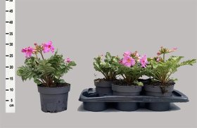 Kambarinis augalas, inkarvilėja, vazonėlio skersmuo 17 cm.