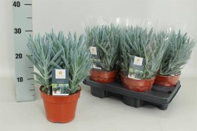 Kambarinis augalas, žilė "Stelvio", vazonėlio skersmuo 15 cm.