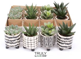 Kambarinis augalas, sukulentai, įvairūs, vazonėlio skersmuo 7 cm.