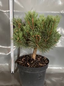 Spygliuotis, paprastoji pušis "Frensham", vazonėlio skersmuo 23 cm.