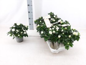 Kambarinis augalas, azalija "Aiko White", vazonėlio skersmuo 12 cm.