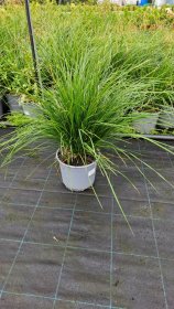 Žolinis augalas, šluotsmilgė, vazonėlio skersmuo 19 cm.