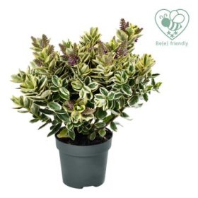 Kambarinis augalas, hebė "Katrina", vazonėlio skersmuo 12 cm.