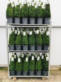 Dekoratyvinis krūmas, buksmedis paprastasis, piramidės formos, aukštis 50-60 cm., vazonėlio skersmuo 23 cm.