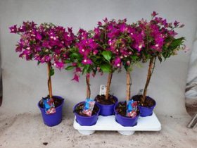 Kambarinis augalas, bugenvilija "Aleksandra", vazonėlio skersmuo 17 cm.