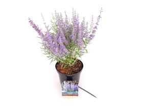 Daugiametė gėlė, melėsas "Lacey Blue", vazonas 3 l.