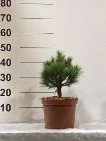 Spygliuotis, pušis "Sea Urchin", vazonėlio skersmuo 23 cm.