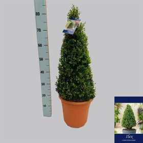 Dekoratyvinis krūmas, bugienis rinčiuotasis "Caroline", vazonėlio skersmuo 26 cm.