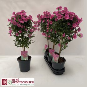 Kambarinis augalas, anisodontėja, vazonėlio skersmuo 19 cm.