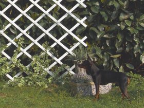 Plastikinės grotelės TRELLIFLEX, aukštis 1440 mm., plotis 210 mm.