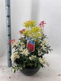 Dekoratyvinis krūmas, pieris "Forest Flame", vazonėlio skersmuo 33 cm.