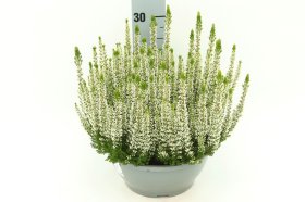 Vienmetė gėlė, viržis, vazonėlio skersmuo 23 cm.