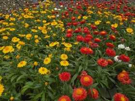 Vienmetė gėlė, šlamutis, vazonėlio skersmuo 15 cm.