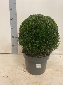 Dekoratyvinis krūmas, buksmedis "Rutulys", vazonėlio skersmuo 23 cm.