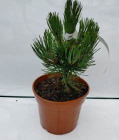 Spygliuotis, pušis baltažiedė "Compact Gem", vazono talpa 3 l.