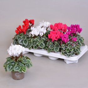 Kambarinis augalas, ciklamenas "Picasso", vazono skersmuo 11 cm.