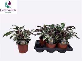 Kambarinis augalas, kalatėja "Fusion White", vazonėlio skersmuo 17 cm.