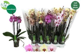 Kambarinis augalas, orchidėja, įvairios, vazonėlio skersmuo 12 cm.