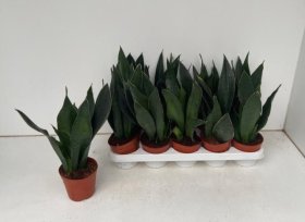 Kambarinis augalas, trijuostė sansevjera, vazonėlio skersmuo 12 cm.