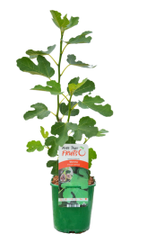 Dekoratyvinis krūmas, skiautėtalapis fikusas "Morena", vazonas 2 l.