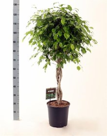 Kambarinis augalas, fikusas ant stiebo "Exotica", vazonėlio skersmuo 27 cm.