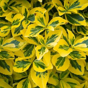 Dekoratyvinis krūmas, fortūno ožekšnis, SODO GAMA "Emerald'n Gold", vazono talpa 2 l.