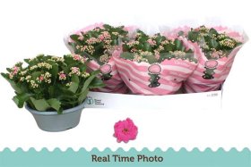 Kambarinis augalas, kalankė "Nando Pink", vazonėlio skersmuo 23 cm.