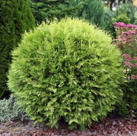 Spygliuotis, tuja vakarinė "Selena", vazonėlio talpa 2 l.