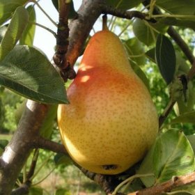 Vaismedis, kriaušė sviestinė, vasarinė (Pyrus communis)