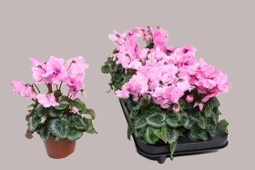 Kambarinis augalas, ciklamenas "Falbala", vazonėlio skersmuo 11 cm.