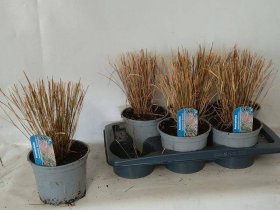 Žolinis augalas, ašuotė, vazonėlio skersmuo 17 cm.